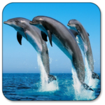 Dolphin Live Wallpaper icon