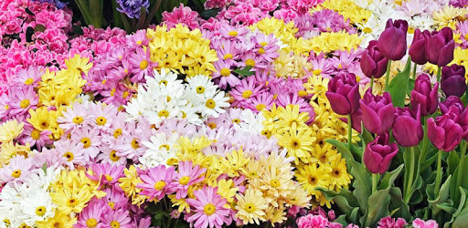 Garden Flowers Live Wallpaper PC screenshot