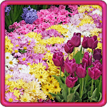 Garden Flowers Live Wallpaper for PC