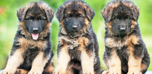 German Shepherds LWP PC screenshot