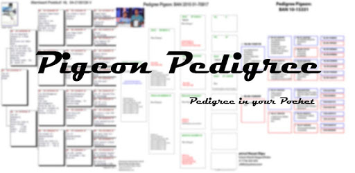 Pigeon Pedigree PC screenshot