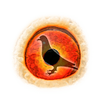 Pigeon Pedigree for PC