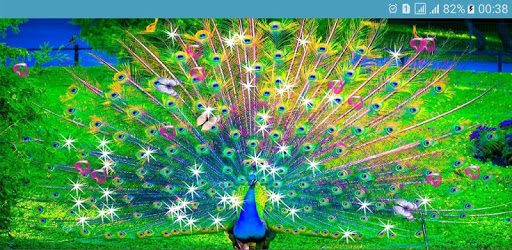 Peacocks Live Wallpapers PC screenshot