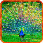 Peacocks Live Wallpapers icon