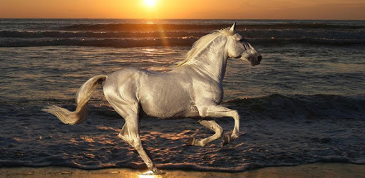 Horse HD Live Wallpaper PC screenshot