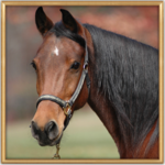 Horse HD Live Wallpaper icon