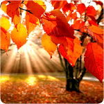Fall Wallpapers icon