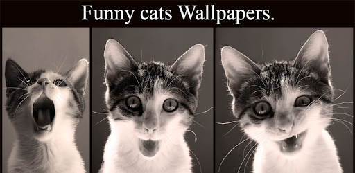 Funny cats Wallpapers PC screenshot Funny cats Wallpapers PC screenshot