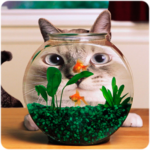 Funny cats Wallpapers for PC Funny cats Wallpapers for PC