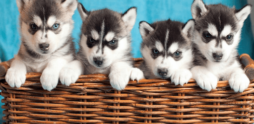 Husky puppies Wallpapers PC screenshot Husky puppies Wallpapers PC screenshot