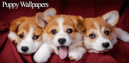 Puppy Wallpapers PC screenshot