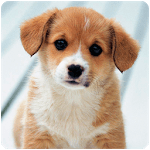Puppy Wallpapers icon