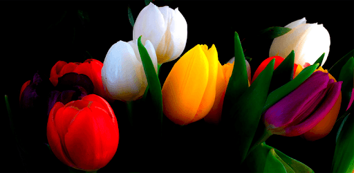 Tulips Wallpapers PC screenshot