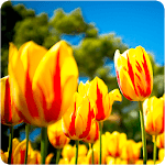 Tulips Wallpapers for PC