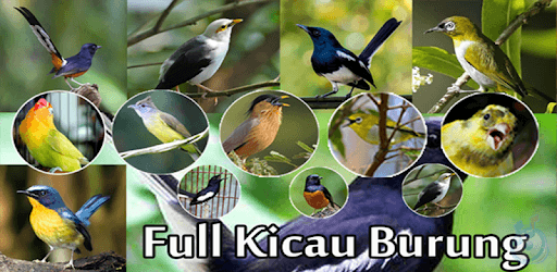 Chirp Bird Ringtone PC screenshot Chirp Bird Ringtone PC screenshot