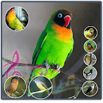 Chirp Bird Ringtone for PC Chirp Bird Ringtone for PC
