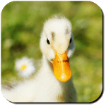 Duck Wallpapers for PC Duck Wallpapers for PC