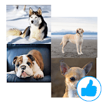 Dog Breeds (Types) for PC