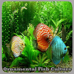 Ornamental Fish Culture for PC
