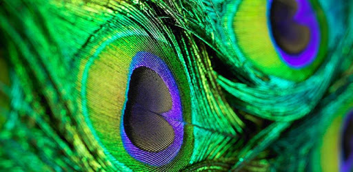 Peacock Feathers Live Wallpaper PC screenshot Peacock Feathers Live Wallpaper PC screenshot