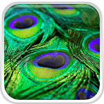 Peacock Feathers Live Wallpaper for PC Peacock Feathers Live Wallpaper for PC