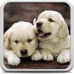 Puppies Live Wallpaper icon