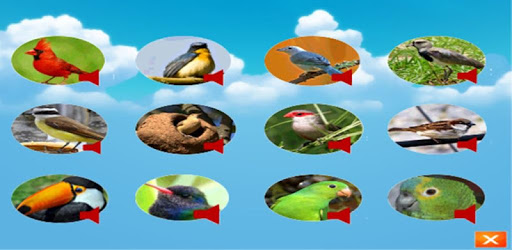 call Bird PC screenshot call Bird PC screenshot