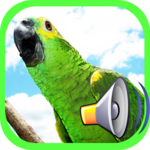 call Bird for PC call Bird for PC