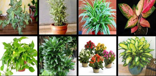 Various Assorted Plants PC screenshot Various Assorted Plants PC screenshot