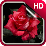 3D Rose Live Wallpaper HD for PC 3D Rose Live Wallpaper HD for PC