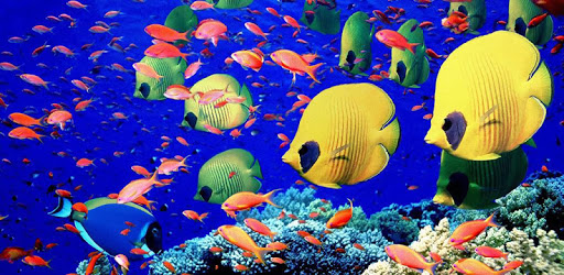Underwater Torus 3D PC screenshot