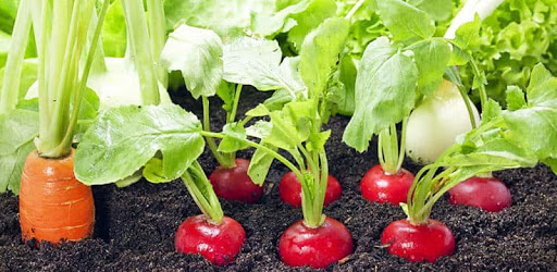 Latest Vegetable Garden Ideas PC screenshot Latest Vegetable Garden Ideas PC screenshot