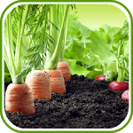 Latest Vegetable Garden Ideas for PC Latest Vegetable Garden Ideas for PC