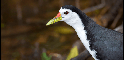 white breasted waterhen sound PC screenshot