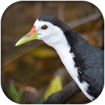 white breasted waterhen sound icon