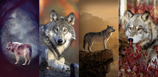 Wolf HD Wallpapers PC screenshot