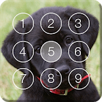 Cute Black Labrador Puppies Screen Lock for PC
