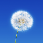 Who Does This Belong To? (AC) icon