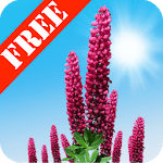 Wild Lupins Free for PC