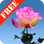 Rose Garden Free for PC