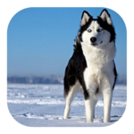 More than 400 words icon
