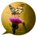 400 pictures + new words icon