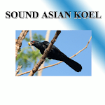 Cuckoo sounds to birds. for PC