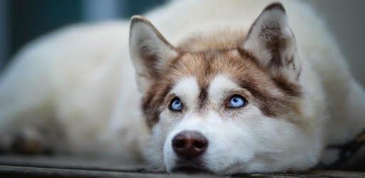 Husky Lock Screen PC screenshot Husky Lock Screen PC screenshot