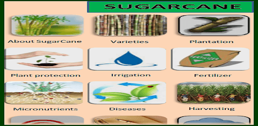 Sugarcane English PC screenshot