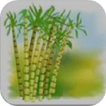 Sugarcane English icon