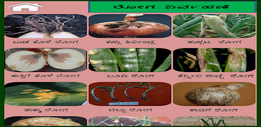 Onion Kannada PC screenshot Onion Kannada PC screenshot