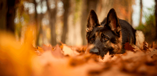 German Shepherd Wallpapers  (backgrounds & themes) PC screenshot