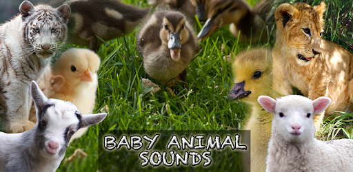Animal Sounds - Baby Animals PC screenshot