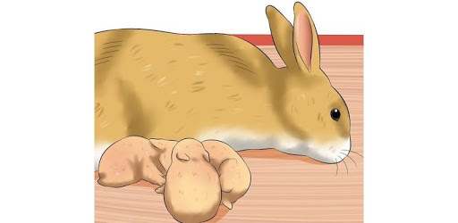My Rabbit (Demo) PC screenshot My Rabbit (Demo) PC screenshot
